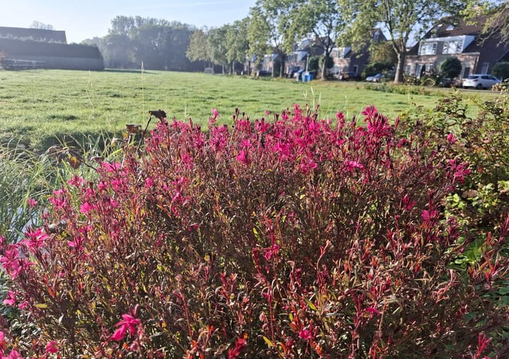 Foto 31 van Rosa Spierstraat 4