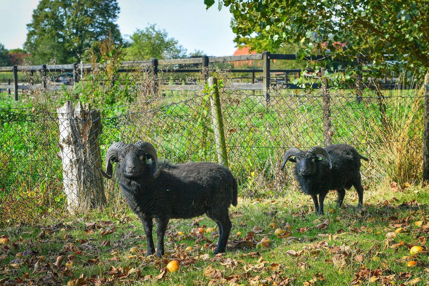 Photo 35 of Groenestraat 6