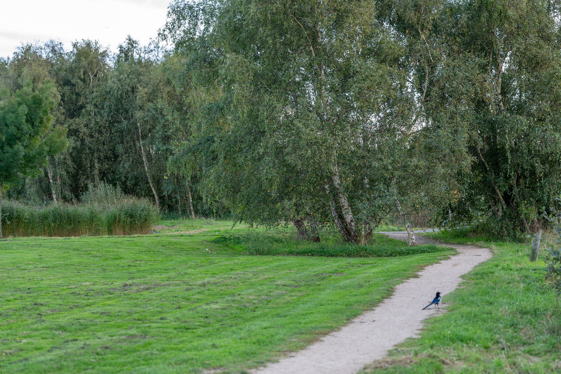 Foto 51 van Alexandriëstraat 8