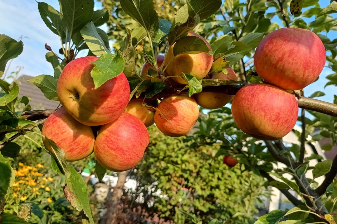 Photo 67 of Voorburggracht 289