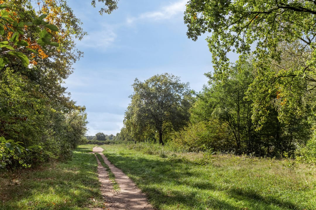 Foto 41 van Bosdrift 225