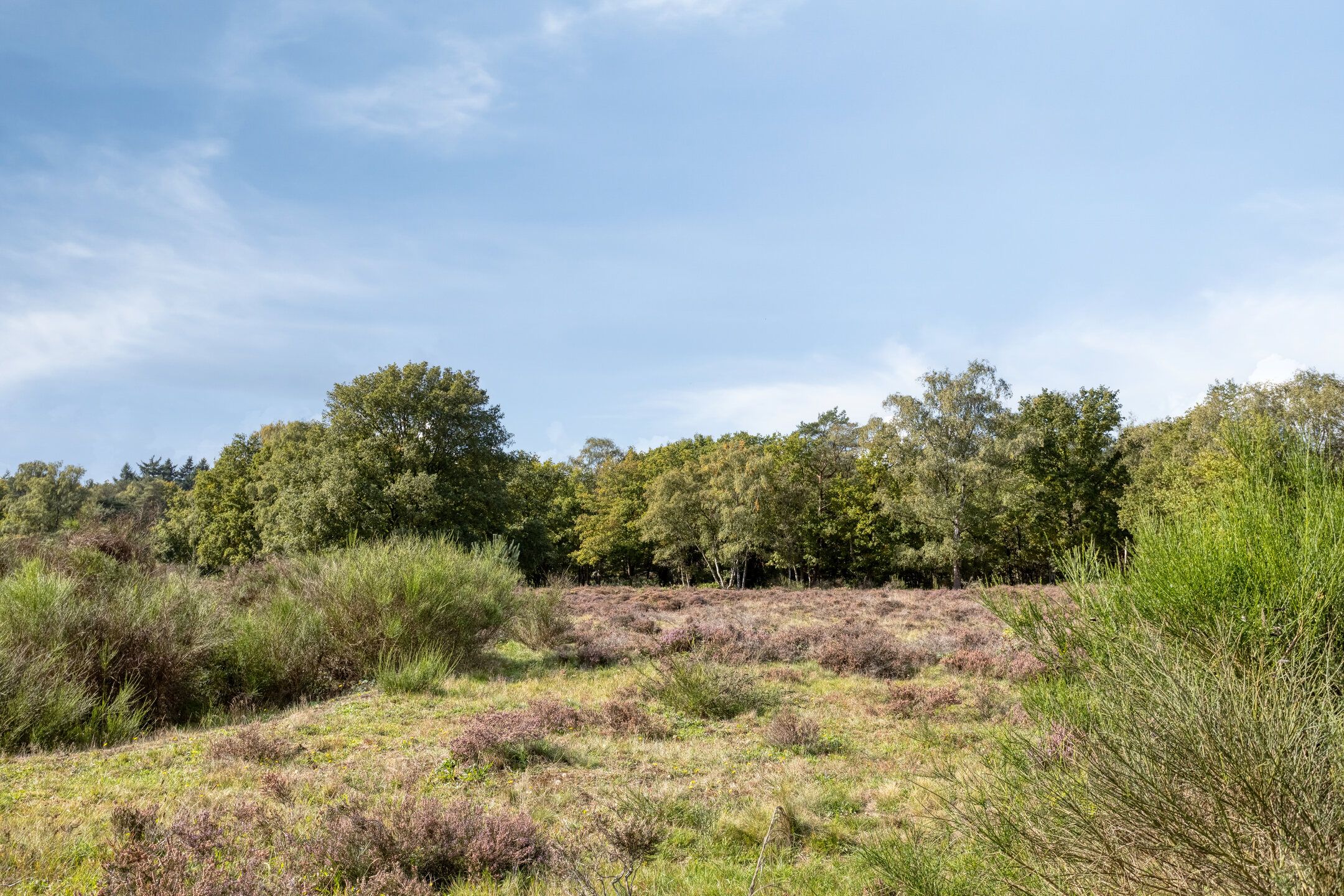 Foto 39 van Bosdrift 225