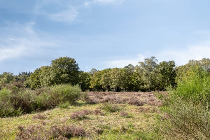 Photo 39 of Bosdrift 225