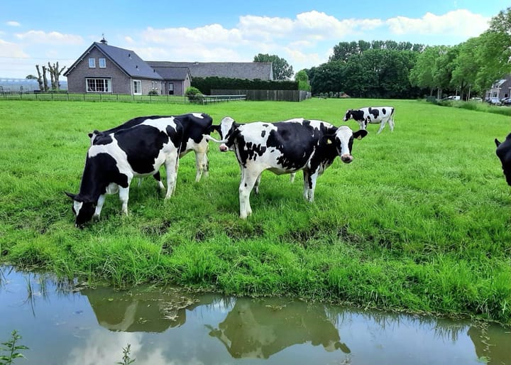 Foto 4 van Rosa Spierstraat 4