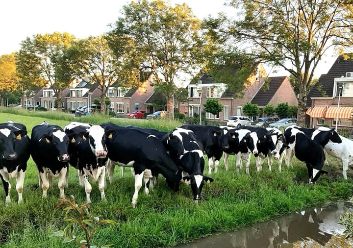 Foto 34 van Rosa Spierstraat 4