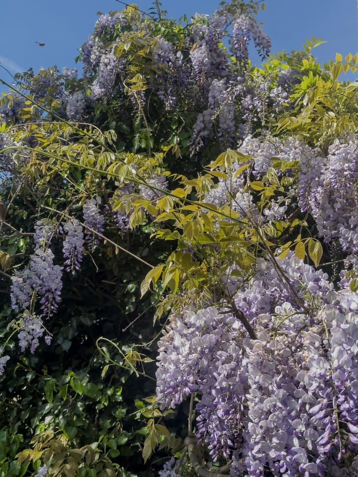 Foto 40 van Malandolaan 2