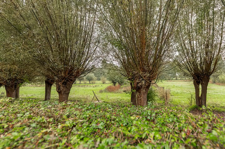 Foto 35 van Pinksterbloem 29