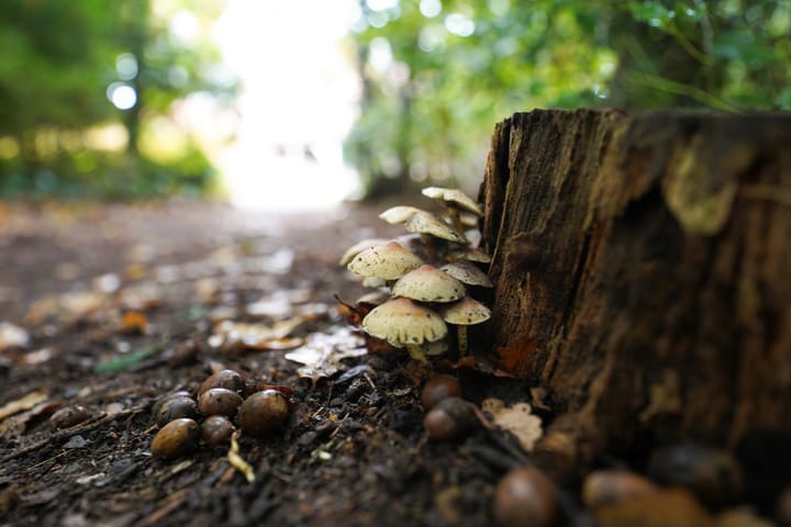 Photo 69 of Domeinenweg 4