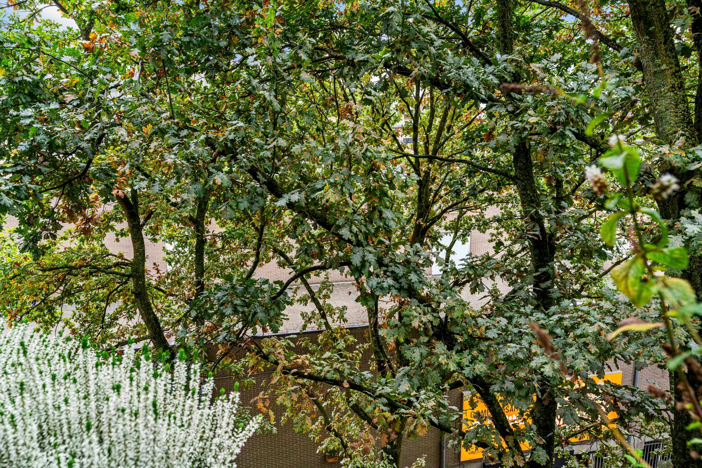 Foto 19 van Bankstede 30