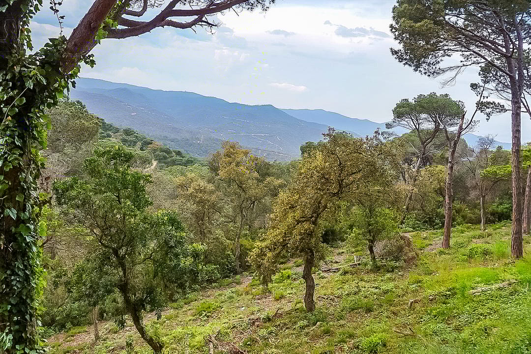 Foto 133 van Avinguda dels Arbres 13