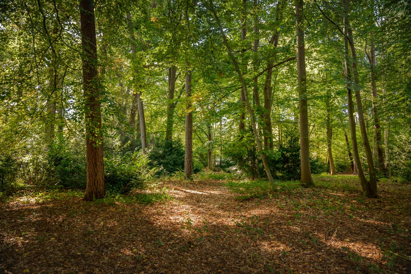 Foto 50 van Middenweg 10