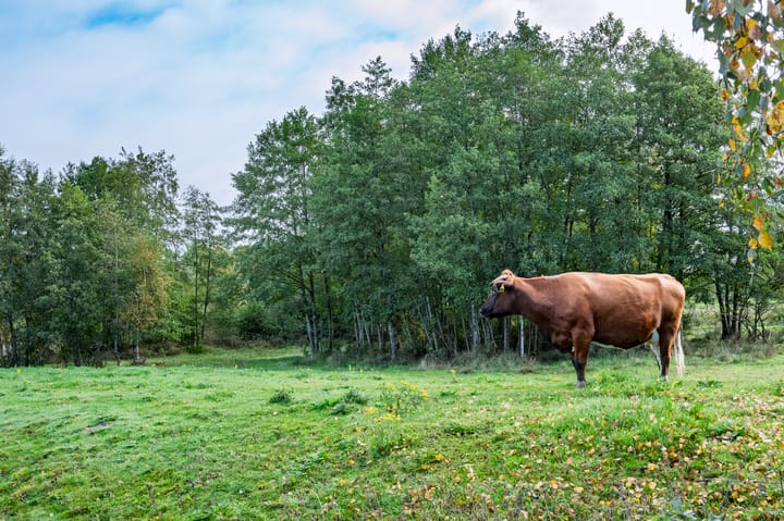 Photo 46 of Zilvensebroekweg 57