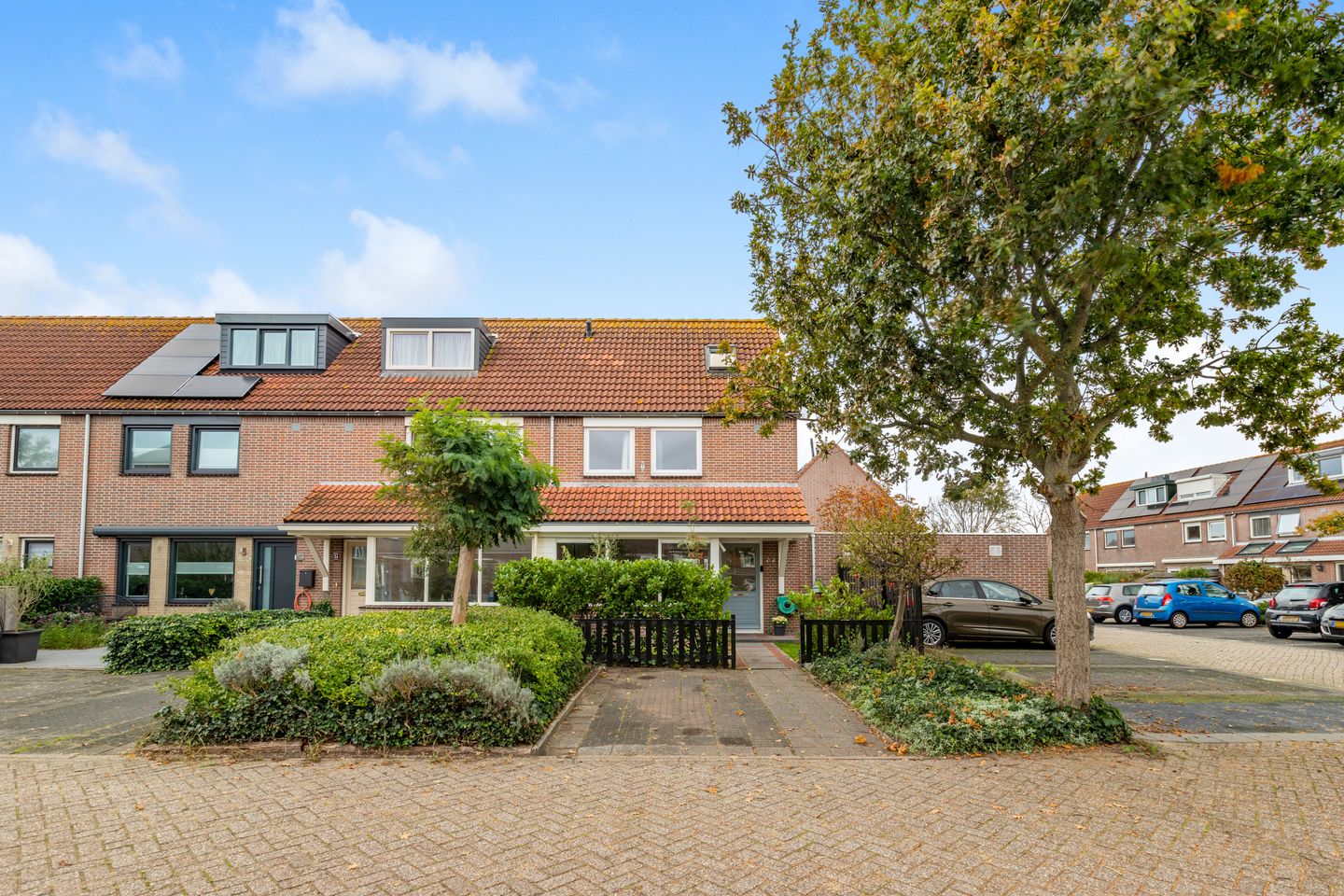 Foto 1 van Penningkruid 22