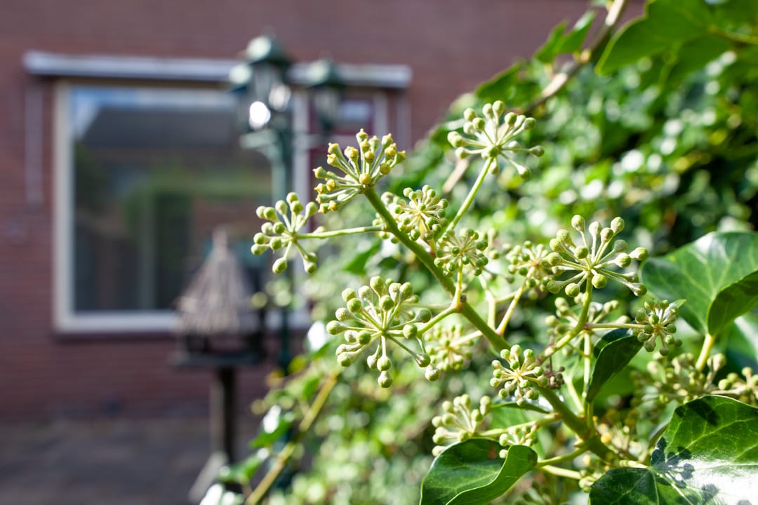 Foto 31 van Olivier van Noortlaan 12