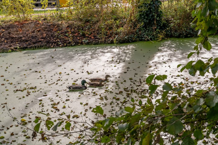 Foto 52 van Beresteinseweg 56