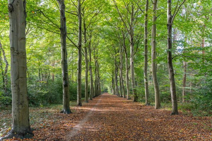 Foto 53 van Beresteinseweg 56