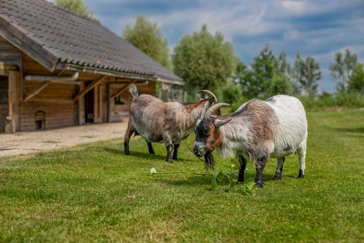 Foto 25 van Minkeloos 77