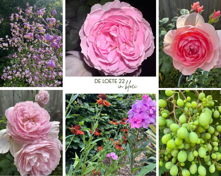 Foto 30 van De Loete 22