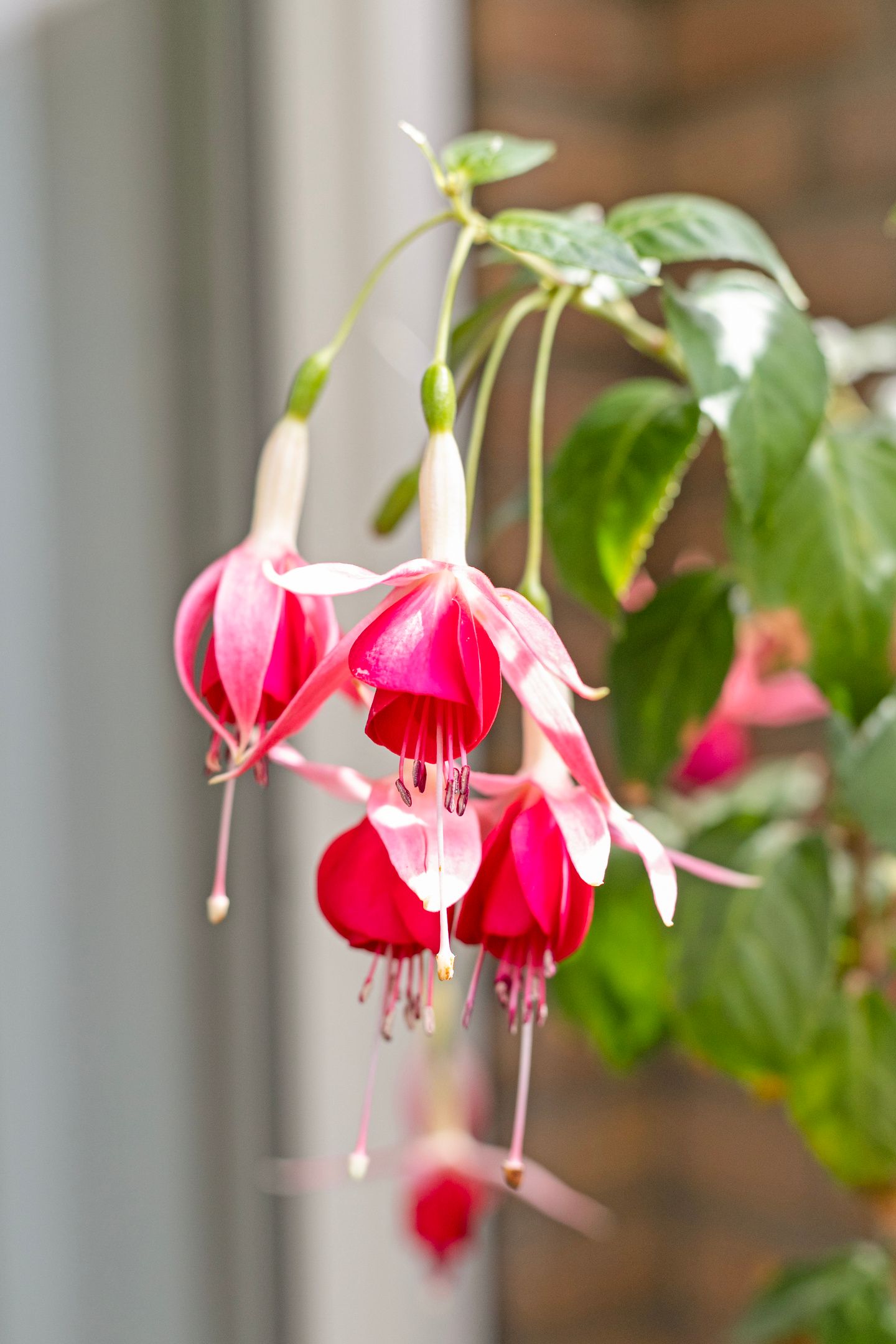 Foto 50 van Slauerhofflaan 80