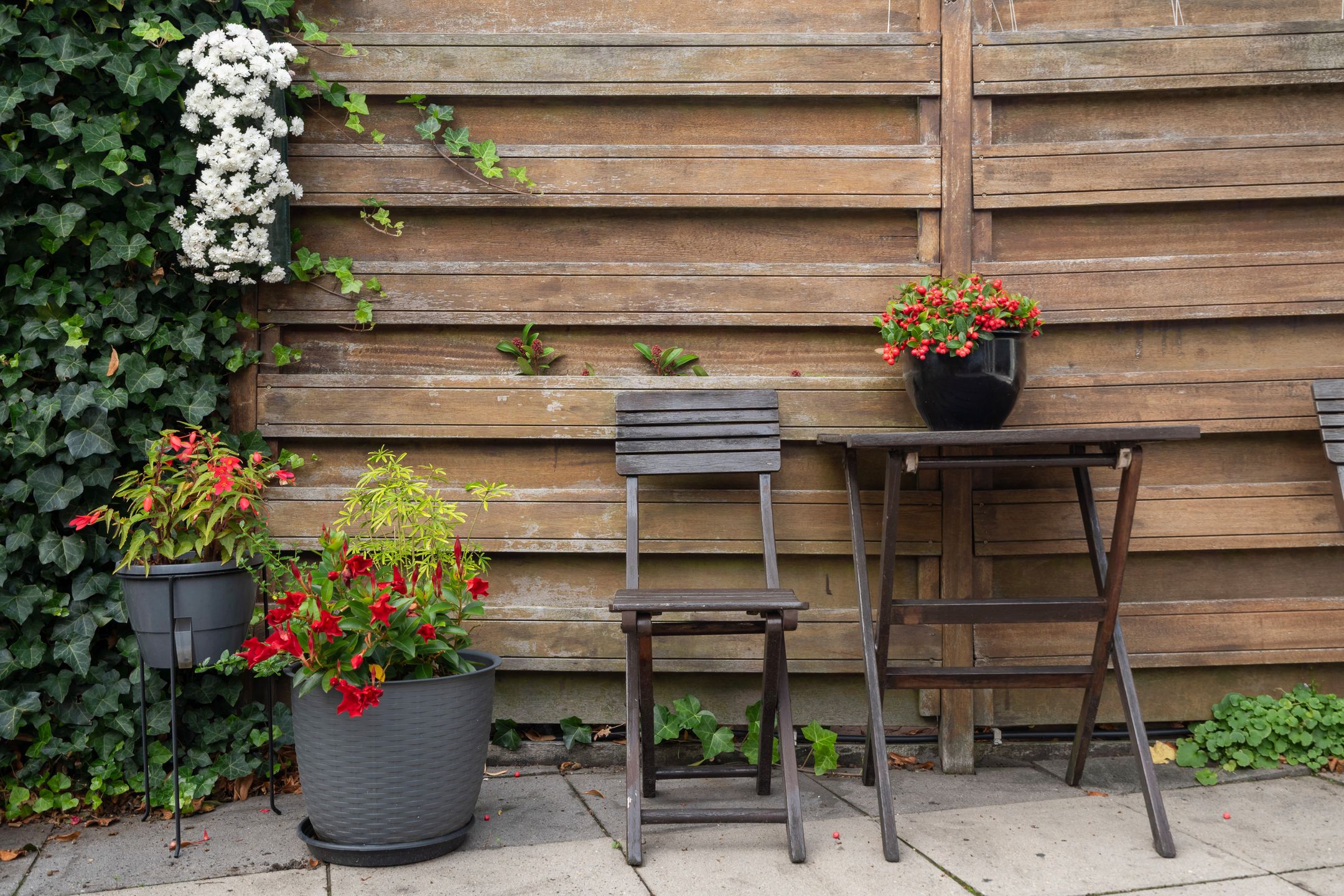 Foto 33 van Stokroos 28