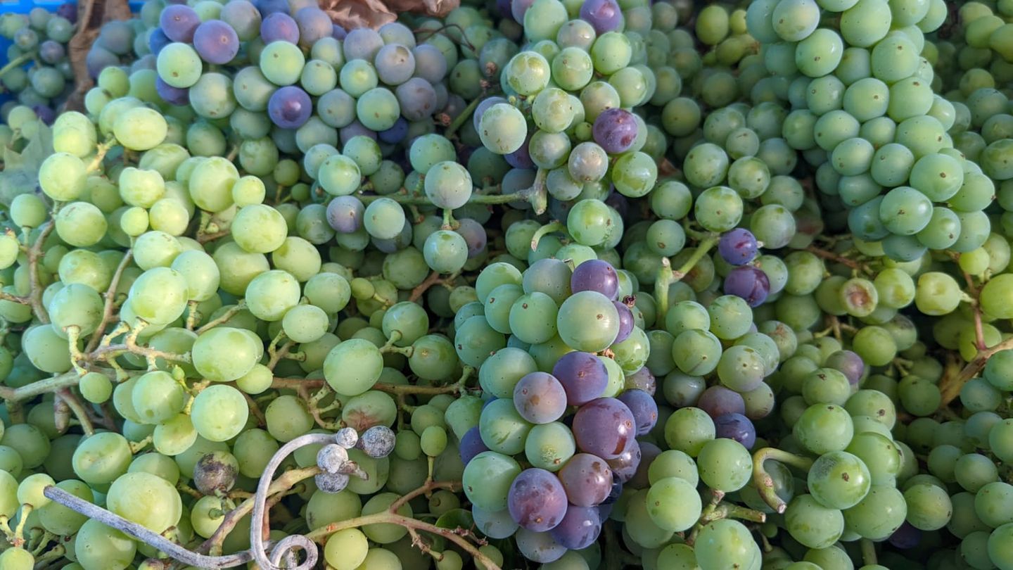 Foto 19 van Faisantenstraat 38