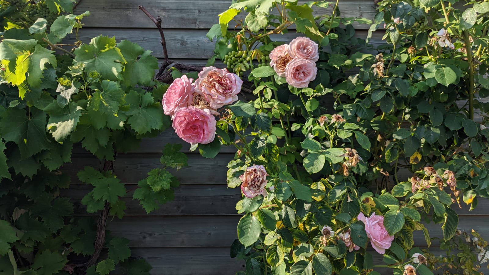 Foto 24 van Faisantenstraat 38