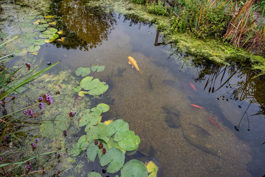 Foto 26 van Delftsestraatweg 161