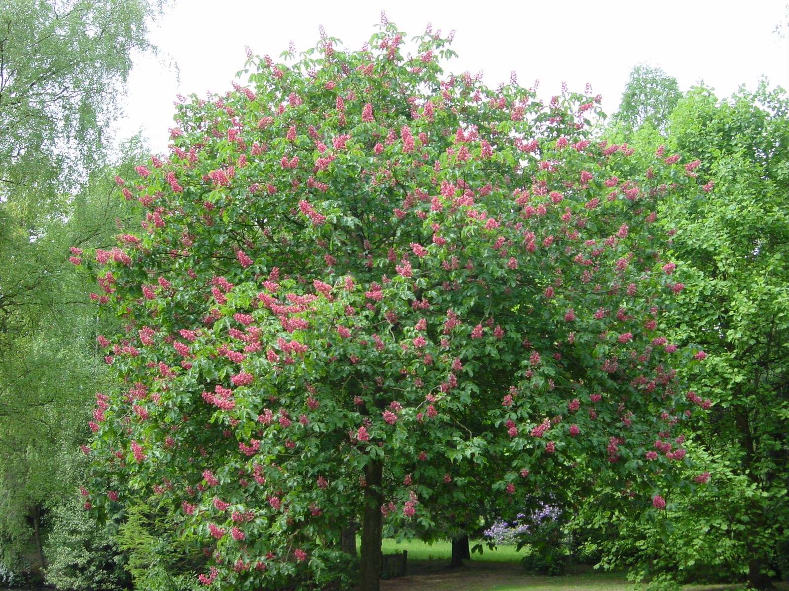 Photo 24 of Wolvenbos 9