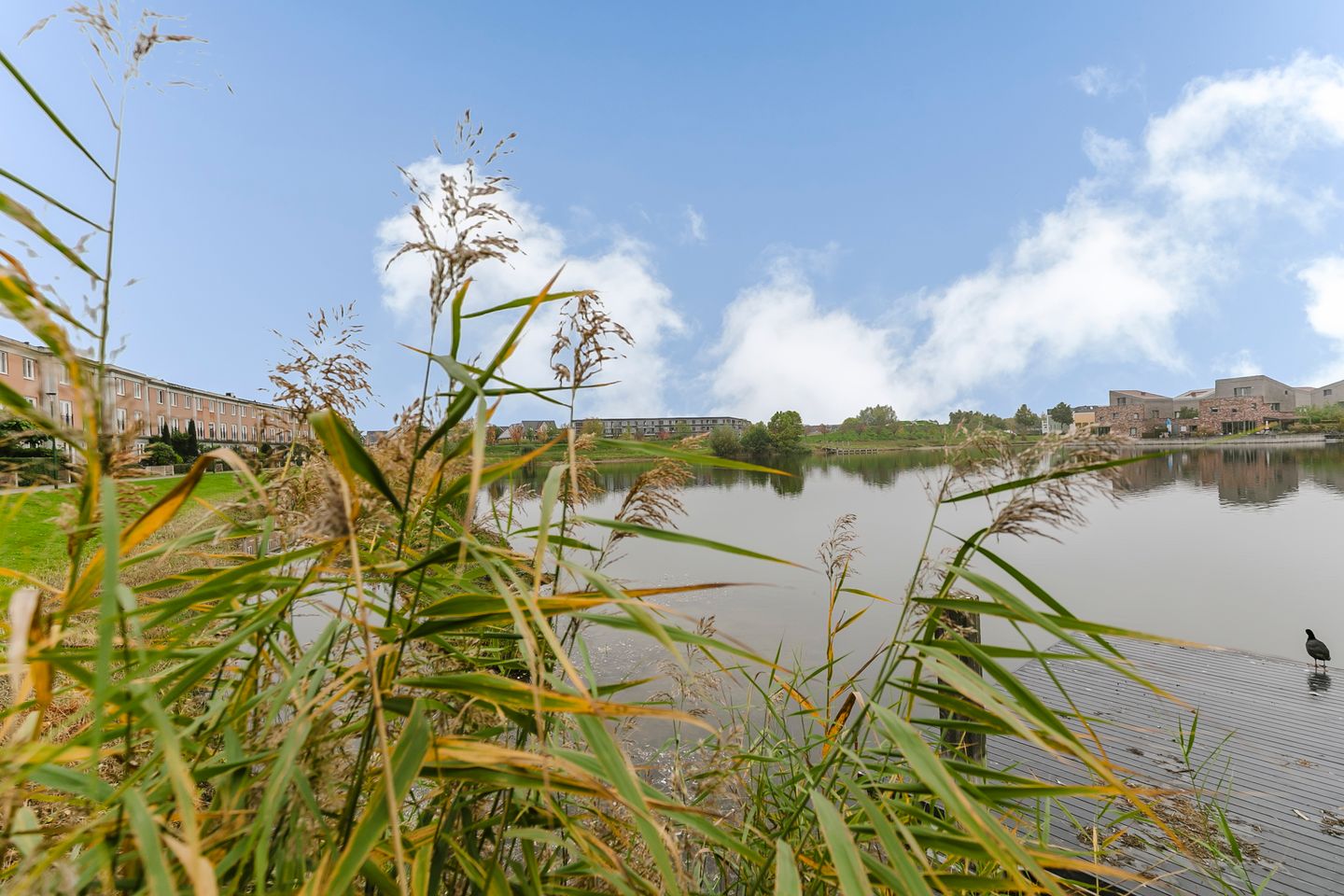 Foto 29 van Schijfmos 48