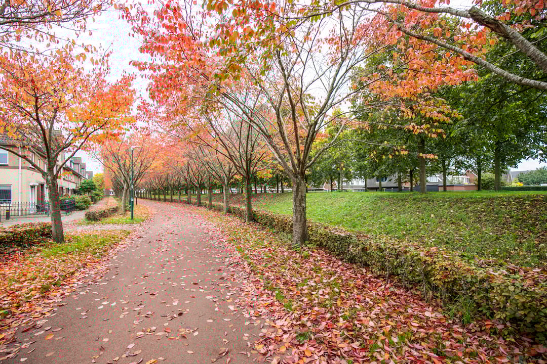 Foto 32 van Schijfmos 48