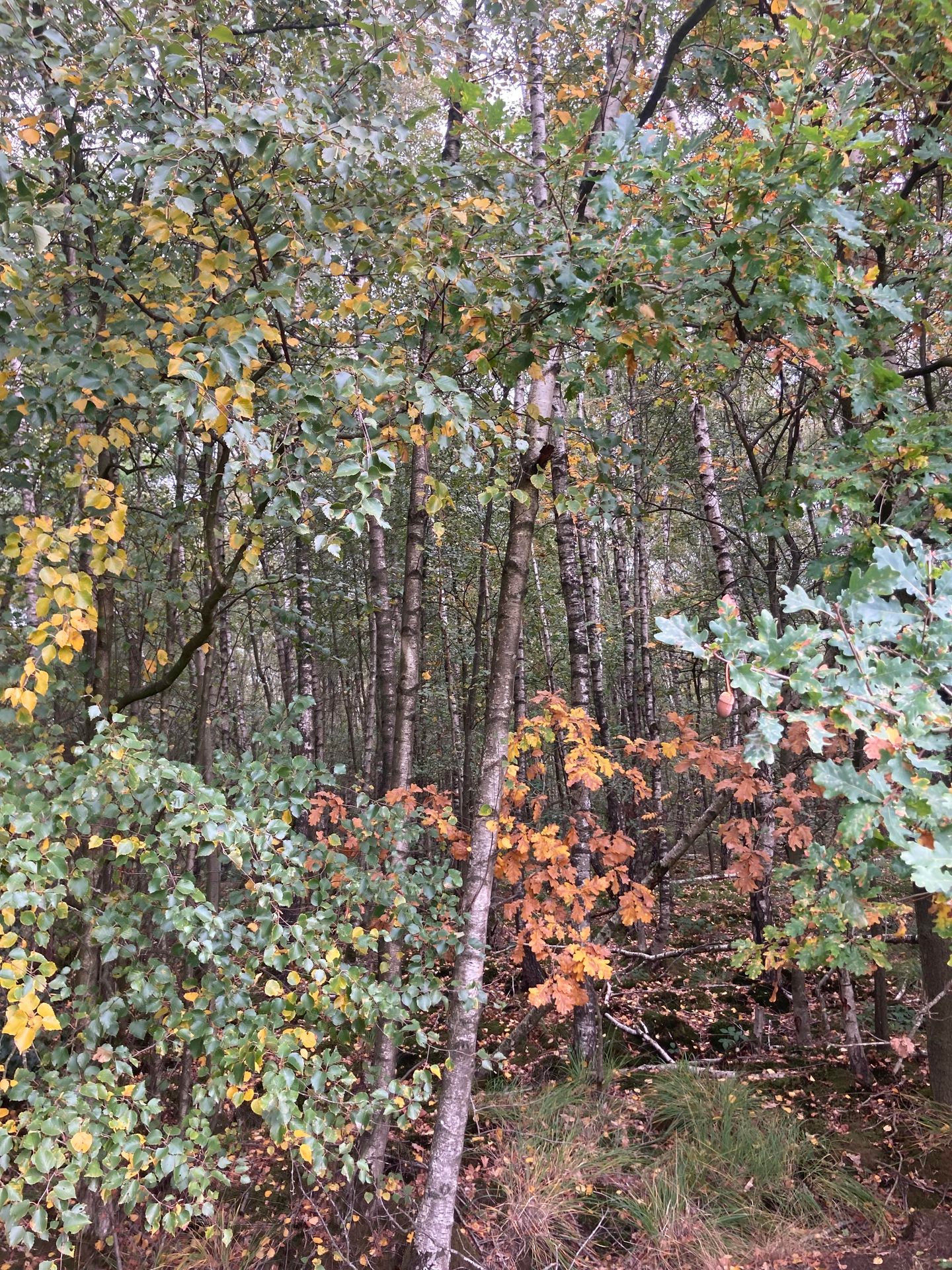 Bekijk foto 4 van 2e Peelweg