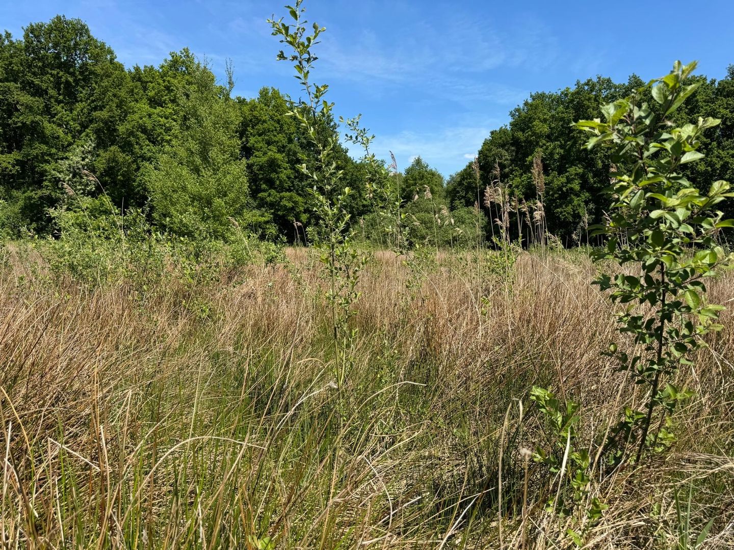 Bekijk foto 2 van Looerheideweg