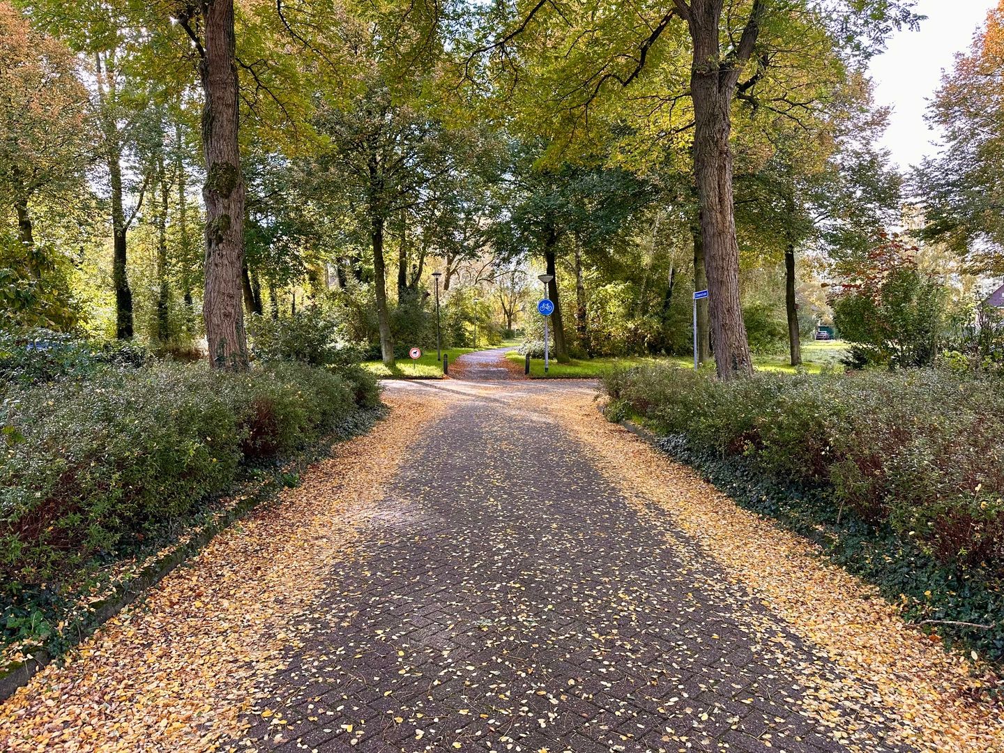 Foto 35 van Citroenvlinder 73