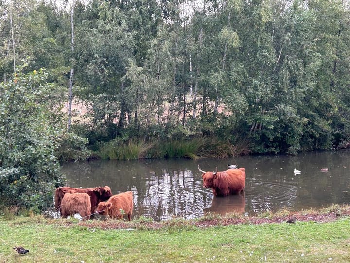 Foto 4 van Oosterbeekstraat 13