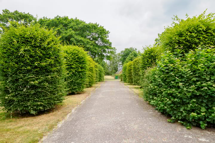 Foto 5 van Dalkruid 14