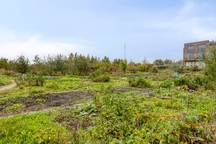 Foto 25 van Sumatraweg 234