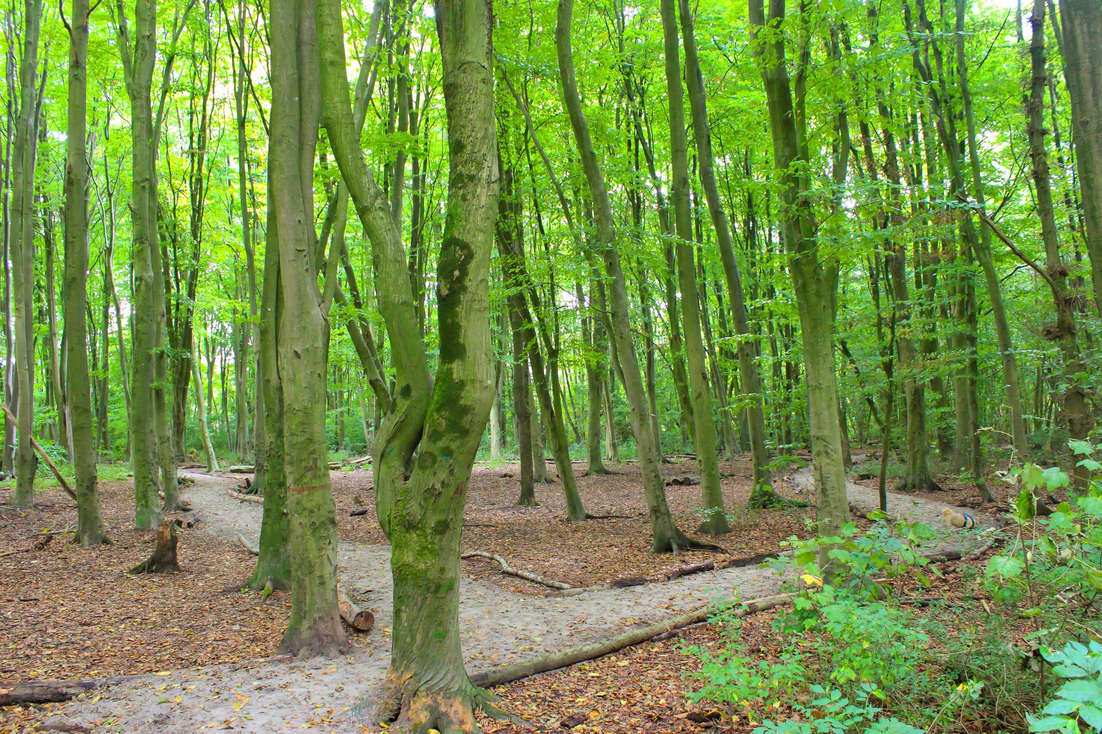 Foto 57 van Stellingmolenstraat 90