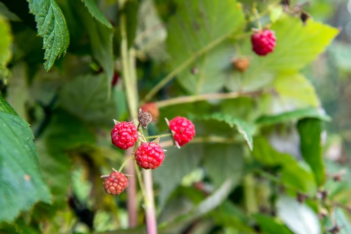 Foto 36 van Jipsingboertangerweg 143