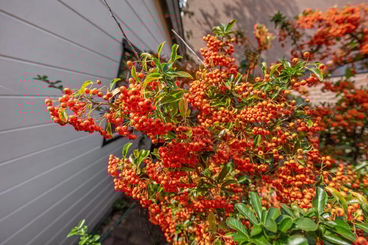 Foto 19 van Burgemeester Ketelaarstraat 16