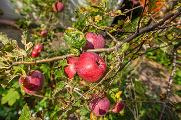 Foto 17 van Burgemeester Ketelaarstraat 16