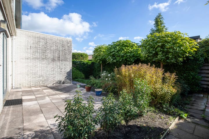 Photo 20 of Zanglijster 4