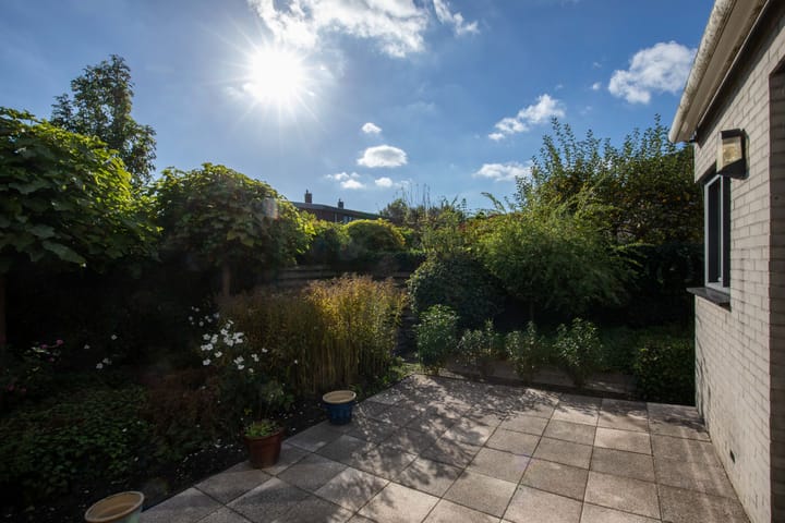 Photo 22 of Zanglijster 4