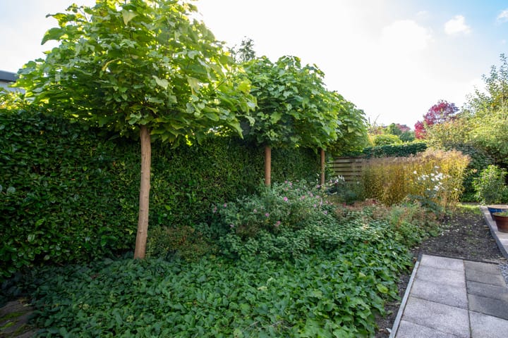 Photo 23 of Zanglijster 4