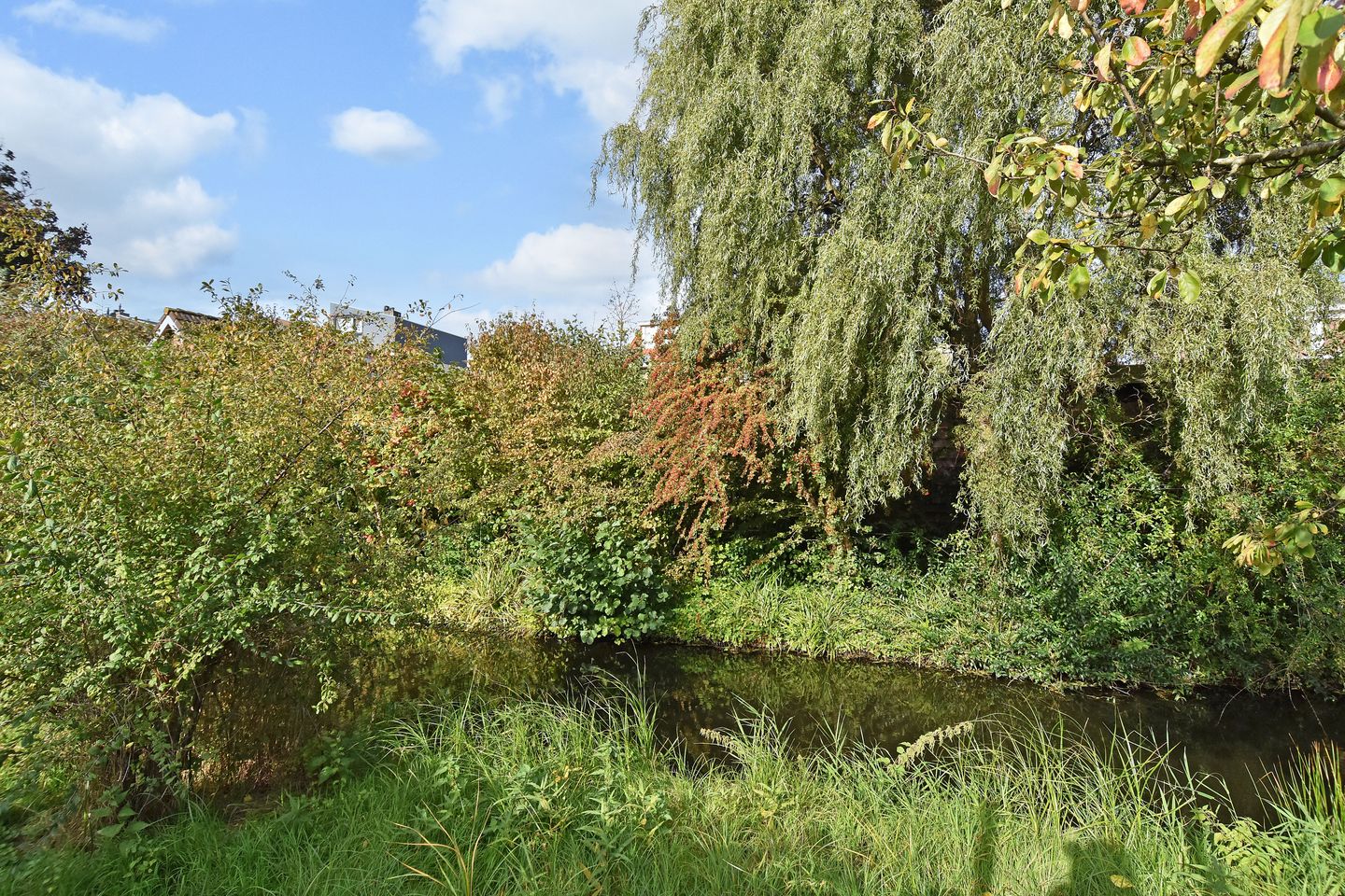 Foto 35 van de Zwaan 36