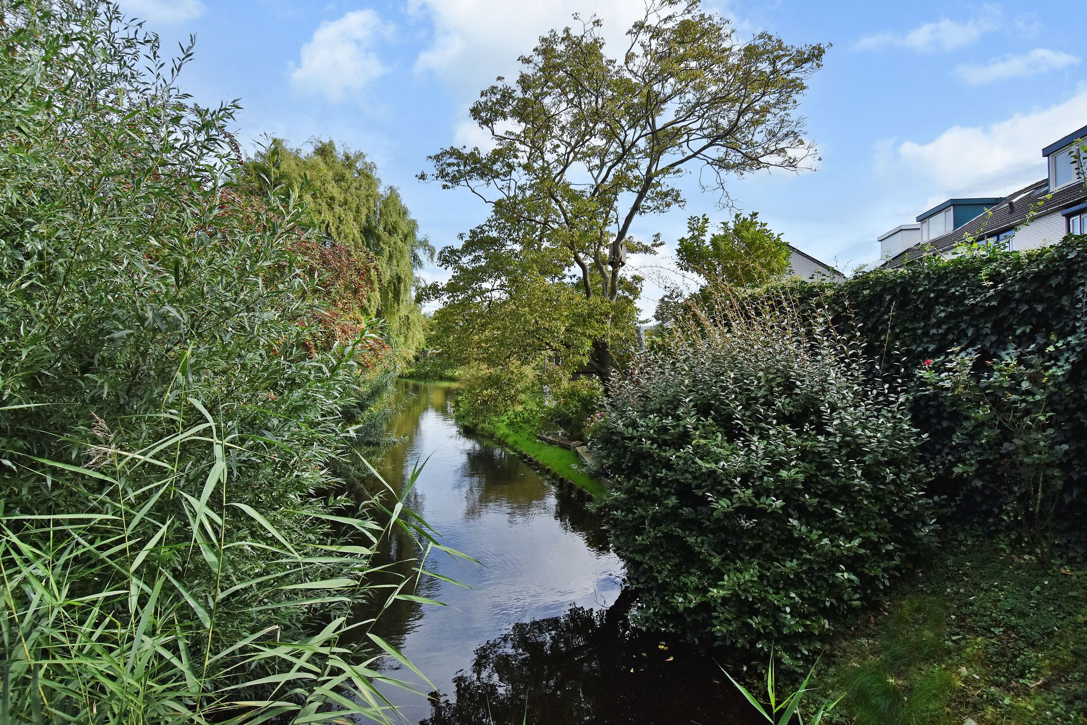 Foto 36 van de Zwaan 36