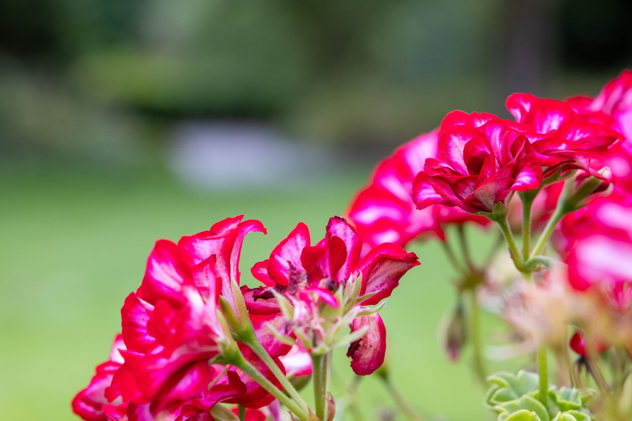 Foto 36 van Wolput 83-A