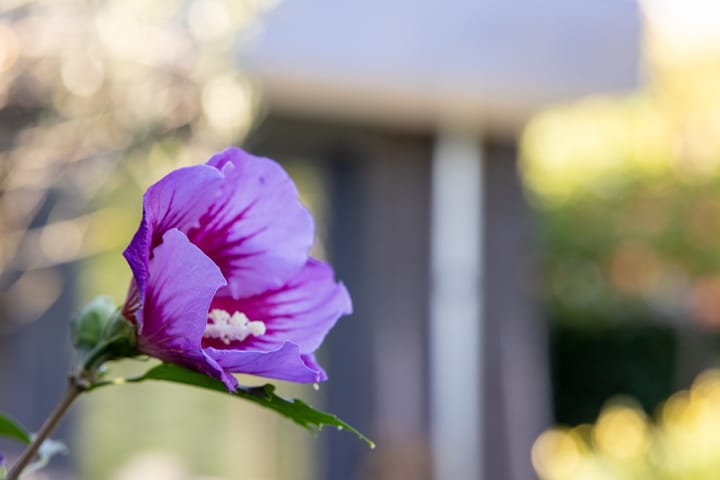 Foto 59 van Haagwinde 14