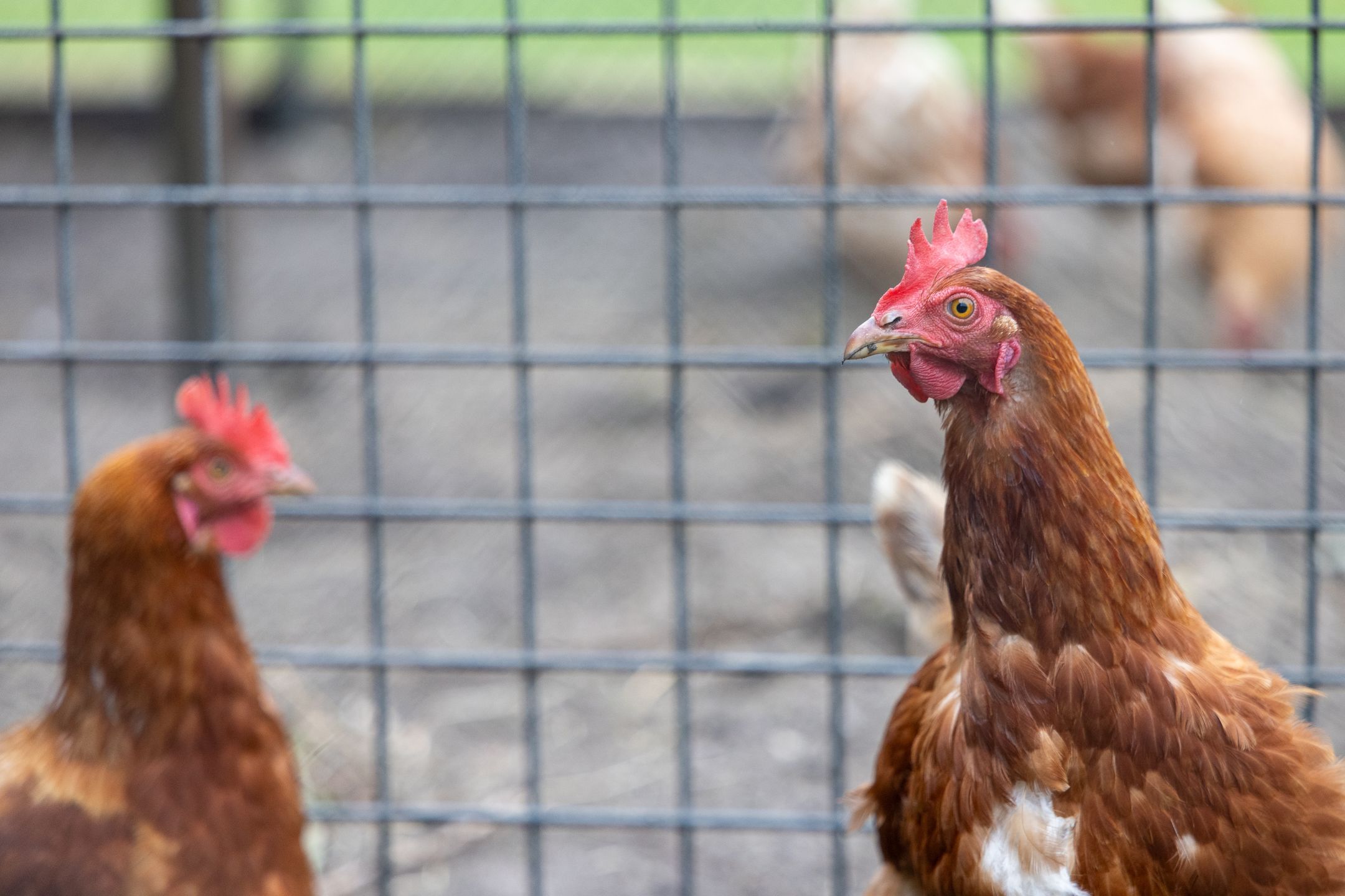 Foto 75 van Wolput 83-A