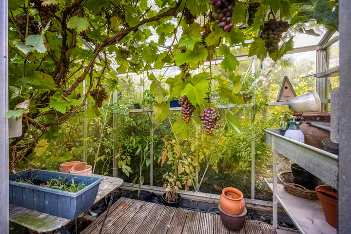 Foto 50 van F.C. Dondersstraat 48