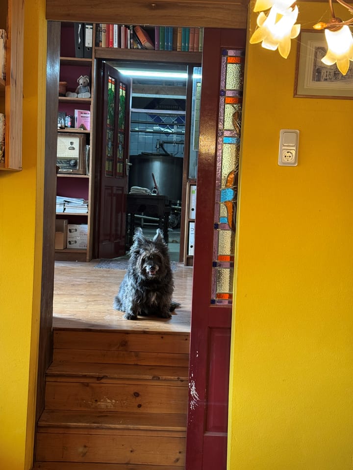 Foto 23 van Kipstraat 2